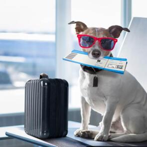 Pet Friendly Holiday – Free Pet Stay