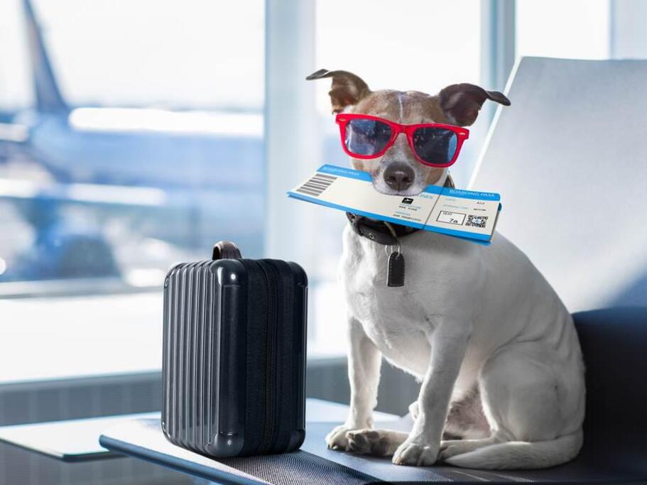 Pet Friendly Holiday – Free Pet Stay